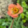 geum rivale bloem knikkend nagelkruid kopen? knikkend nagelkruid - geum rivale bloem