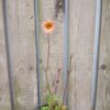 geum rivale, knikkend nagelkruid knikkend nagelkruid - geum rivale