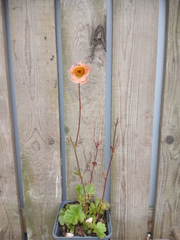geum rivale, knikkend nagelkruid knikkend nagelkruid - geum rivale