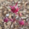 Prairierook Geum triflorum knikkende rozerode bloemen aan paarsrode stengels, ecologisch geteeld