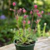 geum triflorum plant, prairsmoke plant, prairierook plant