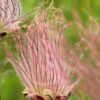 Prairierook kopen?prairierook, Geum triflorum zaadpluimen rozepaarse vederlichte pluimen, ecologisch geteeld