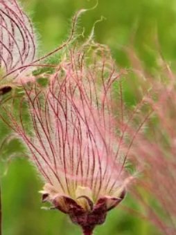 Prairierook kopen?prairierook, Geum triflorum zaadpluimen rozepaarse vederlichte pluimen, ecologisch geteeld