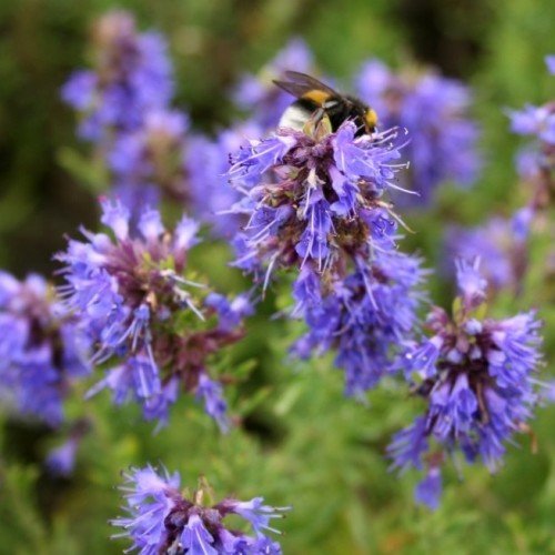 hyssop kopen? Hyssopus officinalis in bloei met blauwe bloemen, ecologisch geteeld