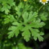 moederkruid kopen? Moederkruid - Tanacetum parthenium