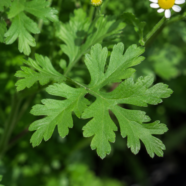 moederkruid kopen? Moederkruid - Tanacetum parthenium