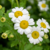 Moederkruid - Tanacetum parthenium