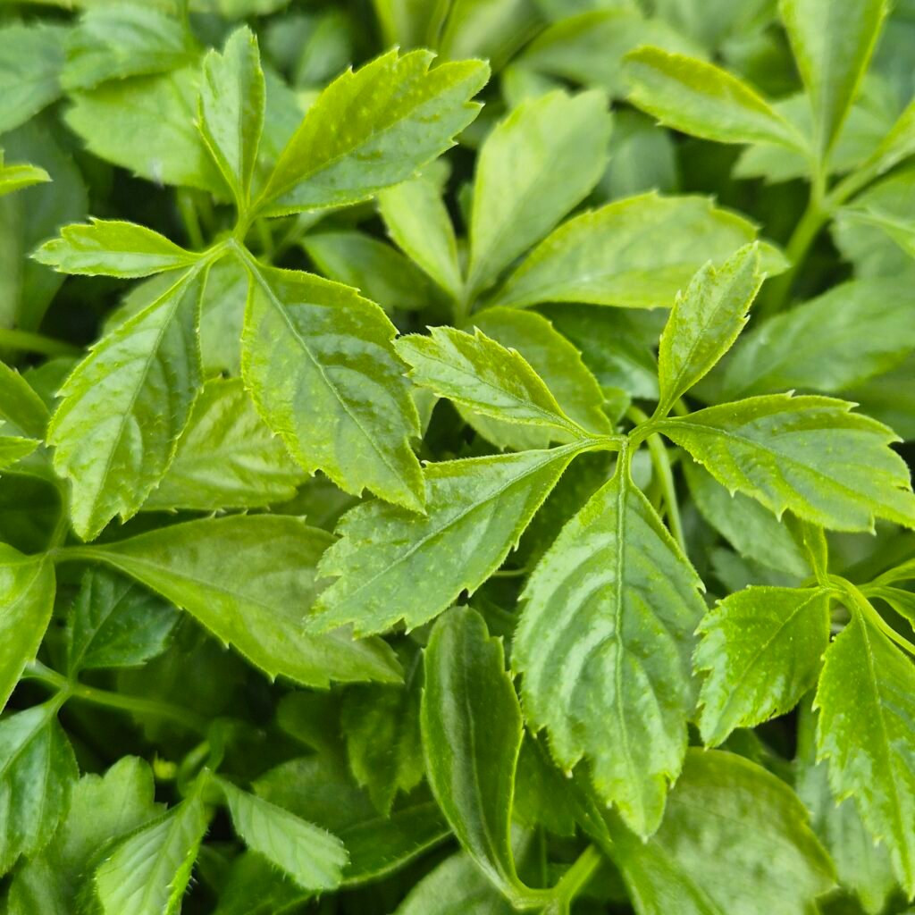 iaogulan onsterfelijkheidskruid Gynostemma pentaphyllum ็ป่ก่, ecologisch geteeld bij kruidenkweker.nl