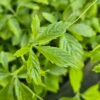 Jiaogulan, onsterfelijkheidskruid - Gynostemma pentaphyllum