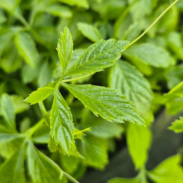 Jiaogulan, onsterfelijkheidskruid - Gynostemma pentaphyllum