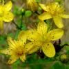 sint-janskruid-in-bloei Sint-janskruid kopen? Sint janskruid Hypericum perforatum in bloei met gele bloemen, ecologisch geteeld