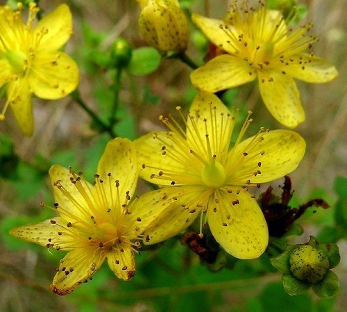 Sint-janskruid kopen? Sint janskruid Hypericum perforatum in bloei met gele bloemen, ecologisch geteeld