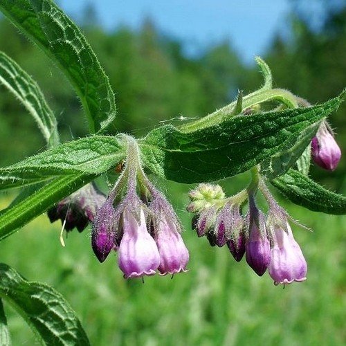 gewone smeerwortel kopen? gewone smeerwortel, echte smeerwortel - Symphytum officinale