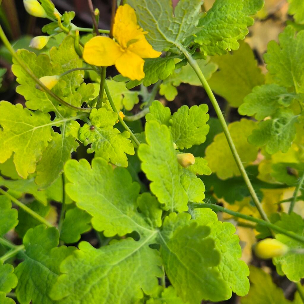 Stinkende gouwe Chelidonium majus bladeren en bloem, ecologisch geteeld op Kruidenkweker.nl