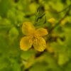 Stinkende gouwe kopen? stinkende gouwe - Chelidonium majus