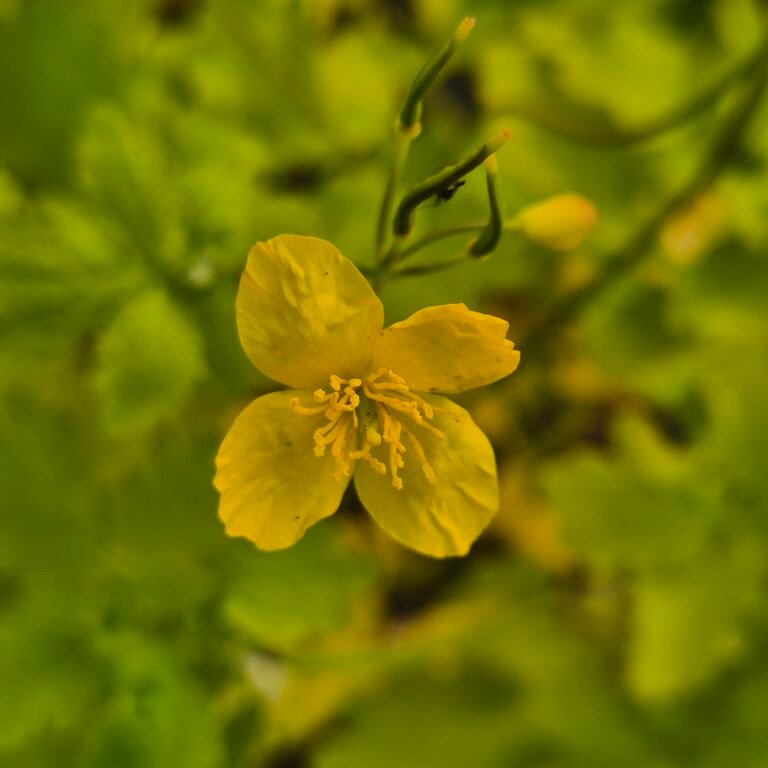 Stinkende gouwe geneeskrachtig Chelidonium majus heldergele bloem, ecologisch geteeld op Kruidenkweker.nl
