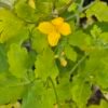 Stinkende gouwe - Chelidonium majus
