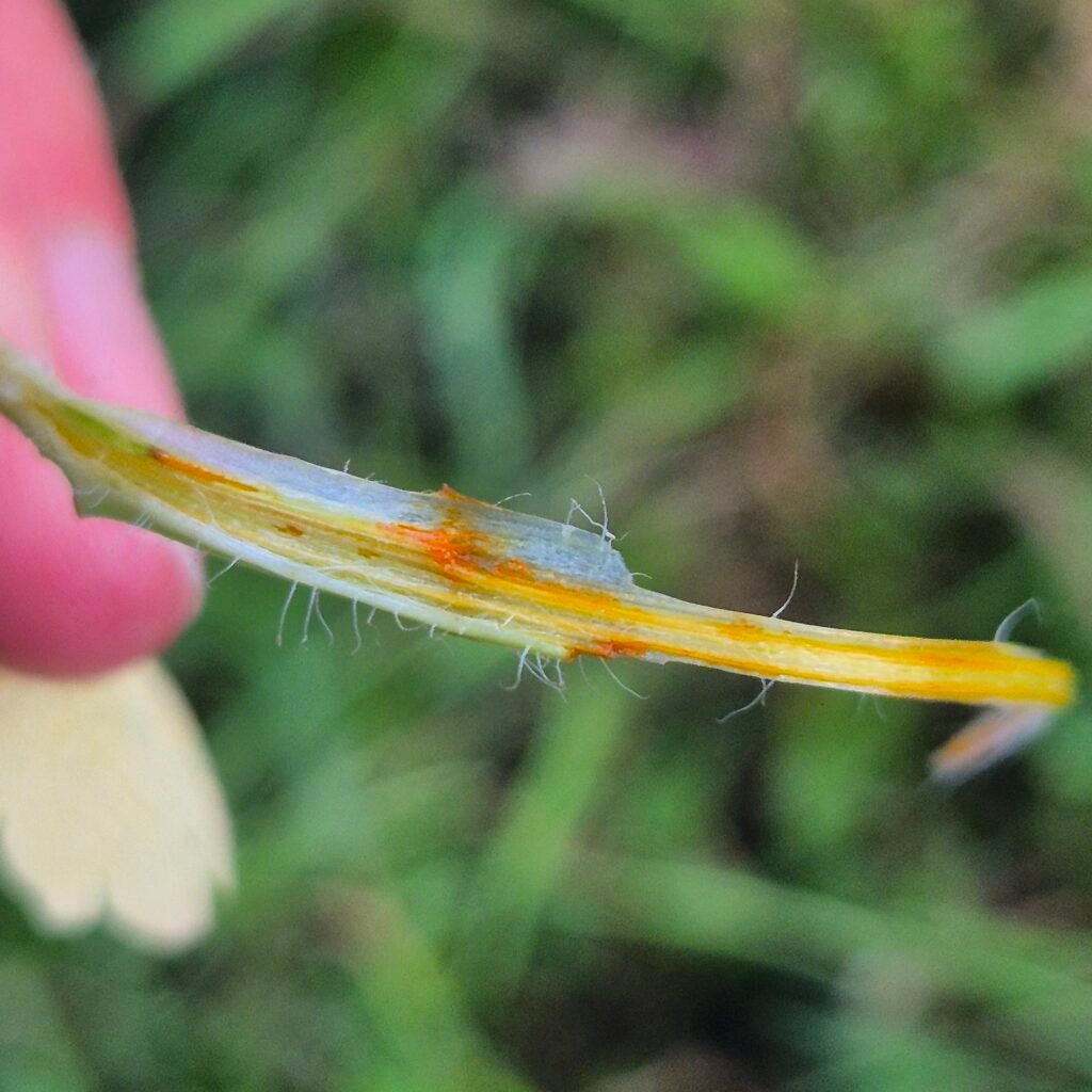 Stinkende gouwe geneeskrachtig sap Chelidonium majus oranjegeel melksap in stengel, ecologisch geteeld op Kruidenkweker.nl