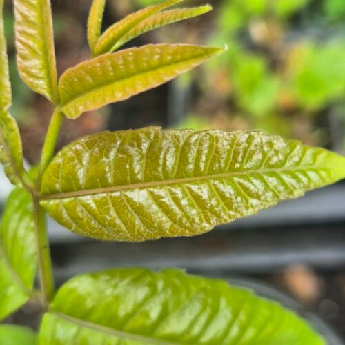 uiensoepboom kopen? toona sinensis, franse uiensoepboom, ook wel chinese toon boom genoemd? koop je bij kruidenkweker.nl