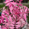 toona sinensis flamingo kopen