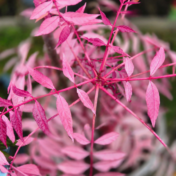 toona sinensis flamingo kopen