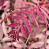 flamingo uiensoepboom kopen? toona sinensis 'flamingo' blad