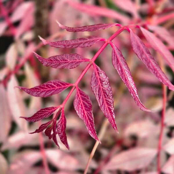flamingo uiensoepboom kopen? toona sinensis 'flamingo' blad