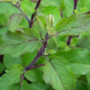 tulsi-blad-close-up tulsi kopen? Tulsi - Ocimum tenuiflorum (Heilige Basilicum plant)