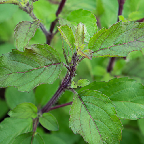 tulsi kopen? Tulsi - Ocimum tenuiflorum (Heilige Basilicum plant)