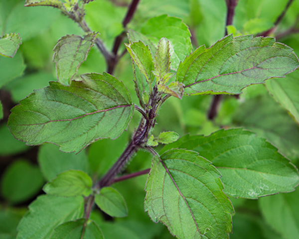tulsi-blad-close-up tulsi kopen? Tulsi - Ocimum tenuiflorum (Heilige Basilicum plant)