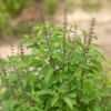 tulsi-heilige-basilicum Tulsi - Ocimum tenuiflorum (Heilige Basilicum plant)