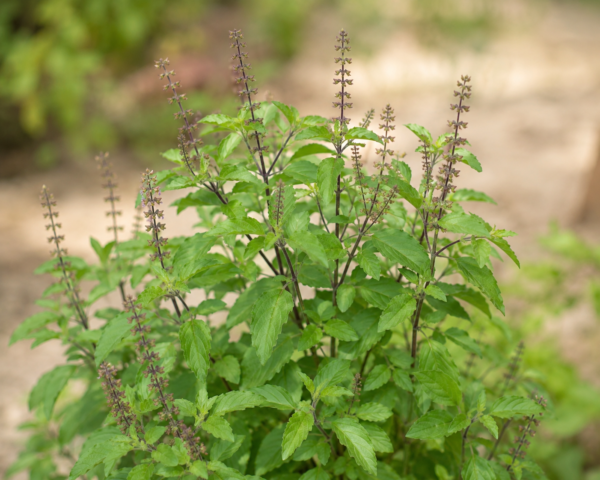 tulsi-heilige-basilicum Tulsi - Ocimum tenuiflorum (Heilige Basilicum plant)