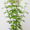 tulsi-in-pot tulsi kopen? Tulsi - Ocimum tenuiflorum (Heilige Basilicum plant) tulsi - heilige basilicum kopen, kruidenkweker.nl