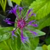 vaste korenbloem kopen? Vaste korenbloem - Centaurea montana, ook wel bergkorenbloem of bergcentaurie genoemd