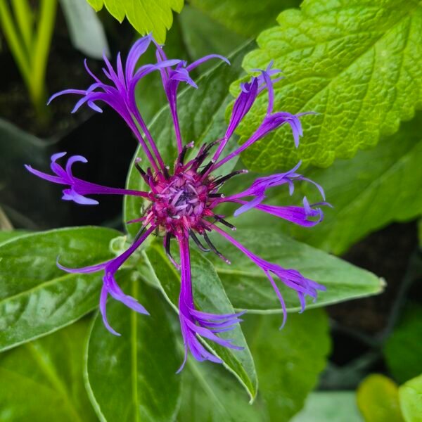 vaste korenbloem kopen? Vaste korenbloem - Centaurea montana, ook wel bergkorenbloem of bergcentaurie genoemd
