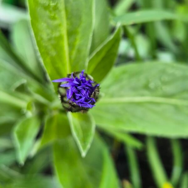 Vaste korenbloem - Centaurea montana, ook wel bergkorenbloem of bergcentaurie genoemd