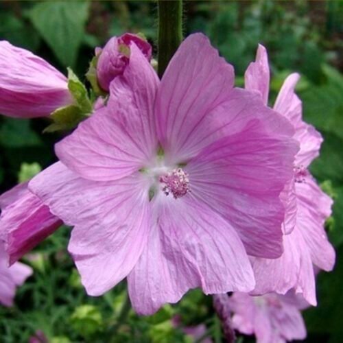 Muskuskaasjeskruid kopen? muskuskaasjeskruid-Malva moschata, ecologisch geteeld