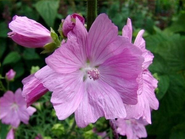 Muskuskaasjeskruid-Malva-moschata-ecologisch-geteeld Muskuskaasjeskruid kopen? muskuskaasjeskruid-Malva moschata, ecologisch geteeld