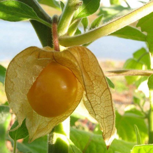 ananaskers kopen? Ananaskers - Physalis peruviana