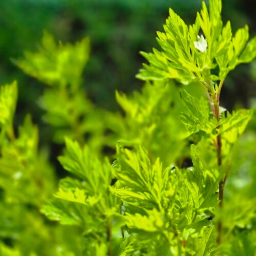 Bijvoet kopen - Artemisia vulgaris - ecologisch geteeld, kruidenkweker.nl