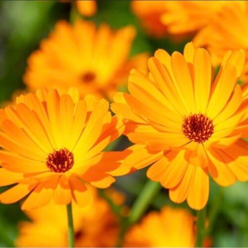 goudsbloem kopen? calendula officinalis, ecologisch geteeld. kruidenkweker.nl