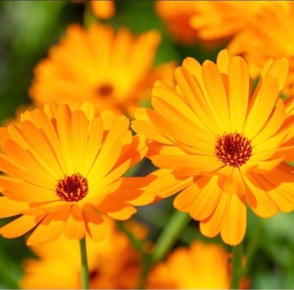 goudsbloem-calendula-officinalis goudsbloem kopen? calendula officinalis, ecologisch geteeld. kruidenkweker.nl