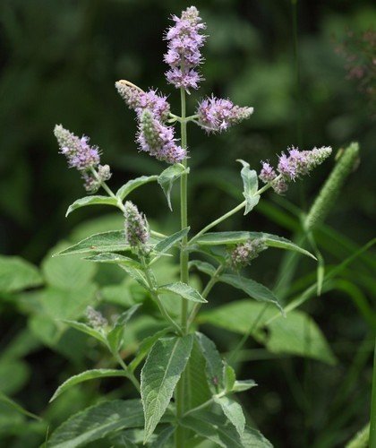 hertsmunt-mentha-longifolia hertsmunt kopen? Hertsmunt kopen - Mentha longifolia - ecologisch geteeld
