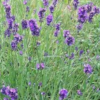 Lavendel kopen? lavendel - Lavandula angustifolia - ecologisch geteeld