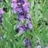 Lavendel kopen? Lavendel - Lavandula angustifolia - ecologisch geteeld, kruidenkweker.nl