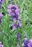 Lavendel kopen? Lavendel - Lavandula angustifolia - ecologisch geteeld, kruidenkweker.nl