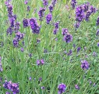 Lavendel kopen? lavendel - Lavandula angustifolia - ecologisch geteeld