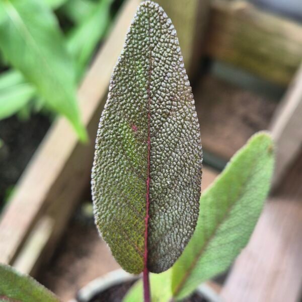 paarse salie kopen? Paarse salie - Salvia officinalis 'Purpurascens'