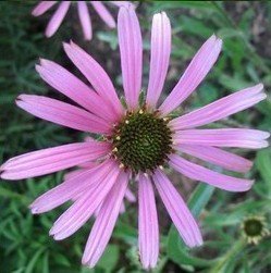 rode zonnehoed kopen? echinacea purpurea, vaste plant, ecologische gekweekt, kruidenkweker.nl