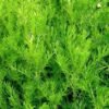 roomse kamille kopen? Roomse kamille kopen - Chamaemelum nobile - ecologisch geteeld